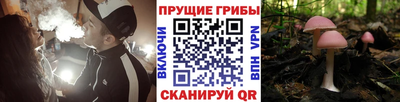 Галлюциногенные грибы Magic Shrooms  купить закладку  Гаврилов Посад 
